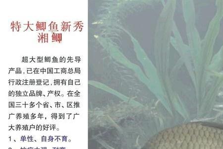 鲫鱼是雌雄一体吗