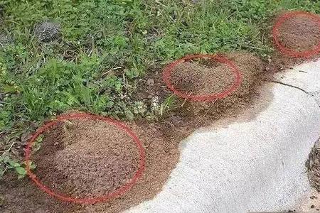 蚂蚁窝怎么能消除