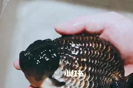 潘氏金鱼什么意思