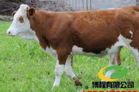 西门塔尔体重对照表