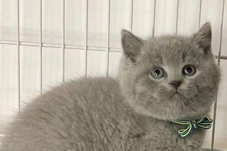 蓝猫放生能活多久