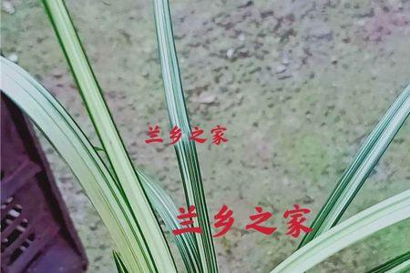 春剑吉祥如意兰花特点