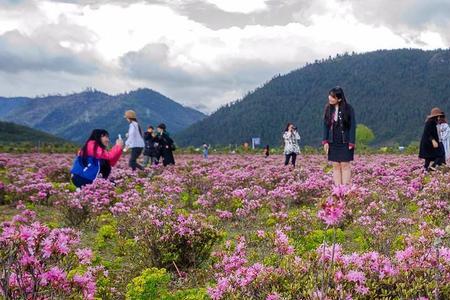 漫山遍野的花是什么花