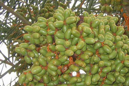 河南椰枣种植