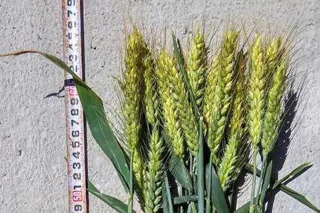邯麦13审定公告