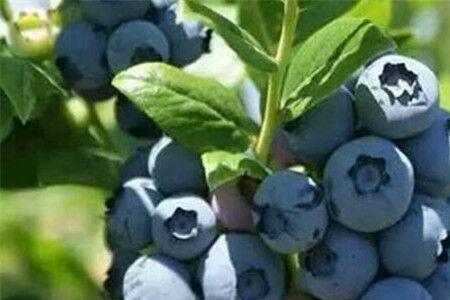 甜蜜蜜蓝莓品种怎么样