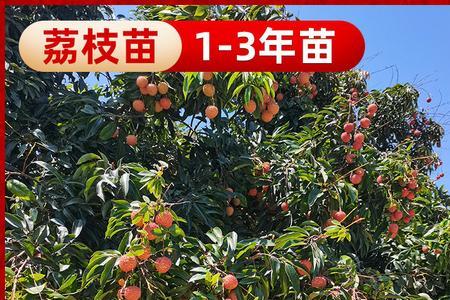 鸡嘴荔枝管理技术
