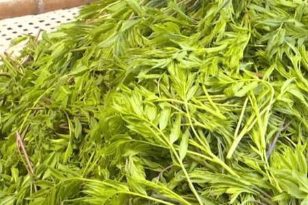 文冠果茶标准