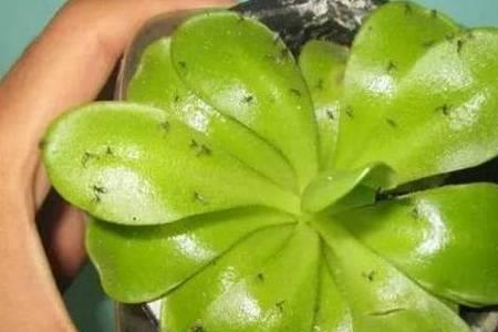 2%吡虫啉浇花的使用方法