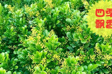 广东省米兰什么季节开花