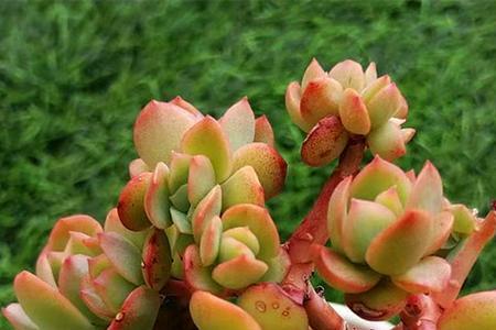 大肉花喜欢阳光吗