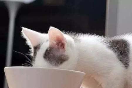 猫可以吃米和面吗