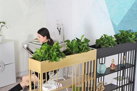 客厅用什么绿植做屏风