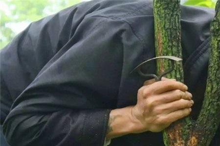 山西柿子树修剪时间和方法