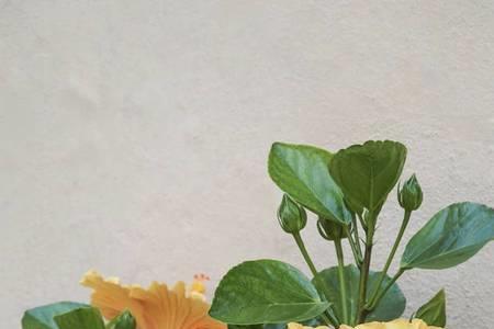 为什么靠墙花长得不是很茂盛