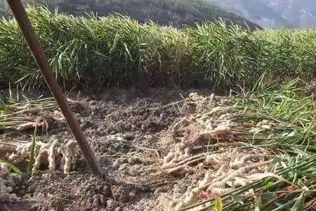 大姜在多少温度下能受冻害