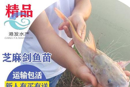 梭边鱼的颜色深浅与品质有关吗