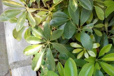 4片叶子的植物有哪些