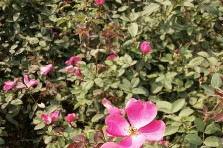 丰花月季花瓣焦枯