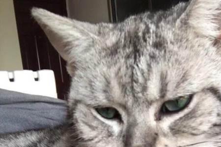 一岁的虎斑猫怎么亲近