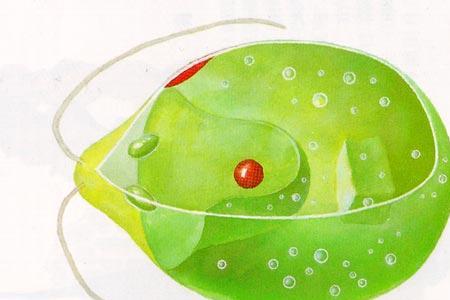 衣藻属于什么生物