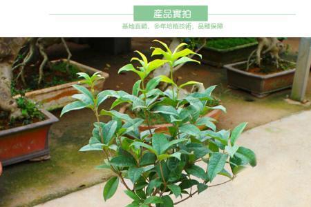 白蜡嫁接桂花优缺点
