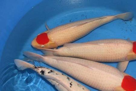 丹顶锦鲤分几种