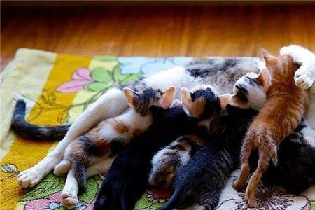 能摸到小猫是快生了吗