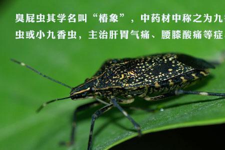 母臭屁虫长什么样