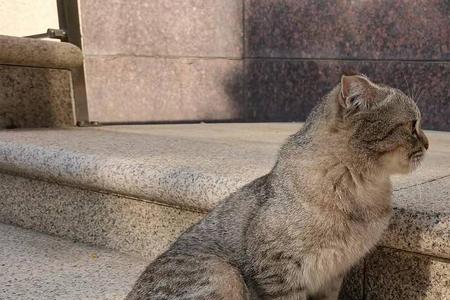 怎样判断小区里的猫不是流浪猫