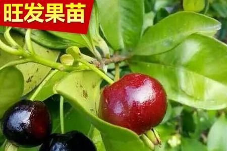 巴西樱桃开花结果过程