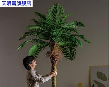 针葵适合放在客厅吗