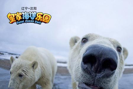 熊的鼻子是什么颜色