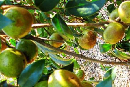 长林4号油茶有哪些优点