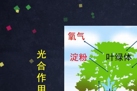 写出10种能进行光合作用的植物