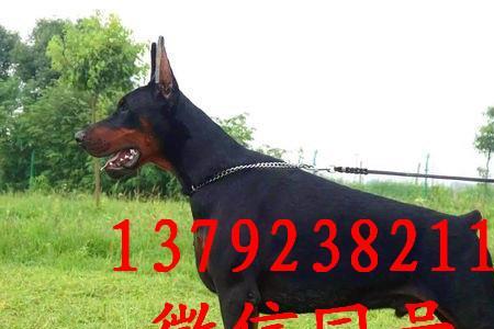 杜宾犬为什么要住航空箱