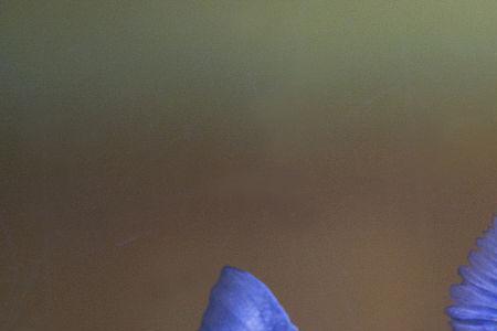 水虎鱼需要什么颜色灯光