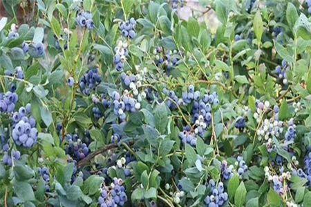 蓝莓天后花是什么颜色的