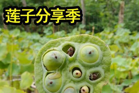 莲藕种子直接扔池塘能发芽吗
