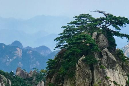 为什么黄山松的松枝不向上生长