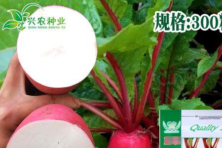 水萝卜是绿心的还是白心的好