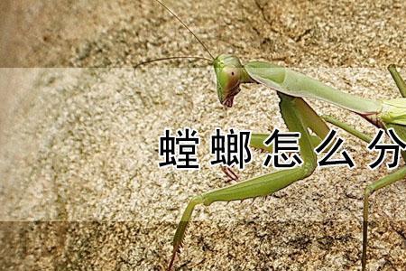 彩色螳螂什么梗