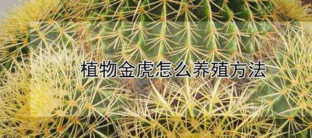 金虎夏天多久浇一次水