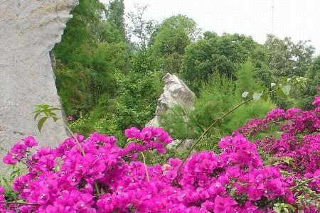 三角梅英文名
