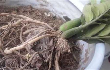 盆栽四季桂用多菌灵浇根