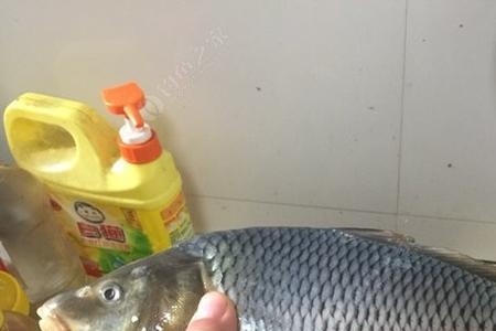 银鲫和工程鲫的区别