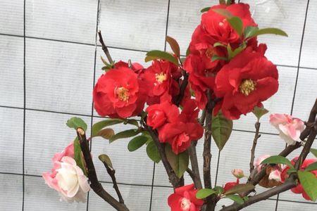 绿宝石海棠花与长寿冠哪个好养