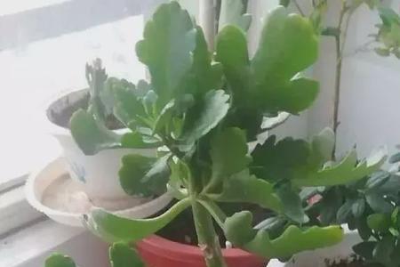 玉树扦插长寿花真的能活吗