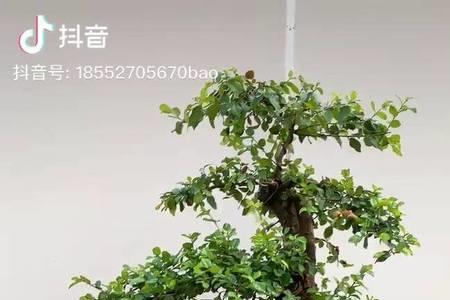 雀梅盆景10年不换盆有什么后果