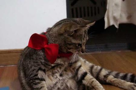 三月大狸花猫怎么养